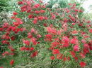 شیشه شور